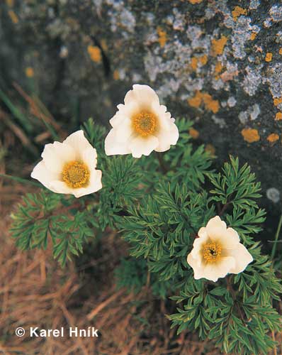 Alpine pasqueflower * Krkonose Mountains (Giant Mts)