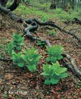 Veratrum  * Krkonose Mountains (Giant Mts)