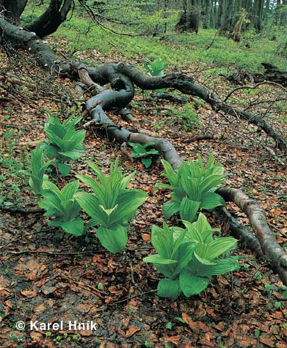 Veratrum * Krkonose Mountains (Giant Mts)