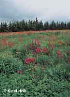 Mountains meadow  * Krkonose Mountains (Giant Mts)