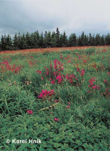 Mountains meadow * Krkonose Mountains (Giant Mts)