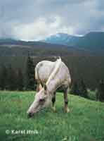 On a meadow near Severka Pec pod Snkou * Krkonose Mountains (Giant Mts)