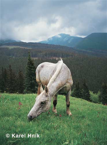 On a meadow near Severka * Krkonose Mountains (Giant Mts)