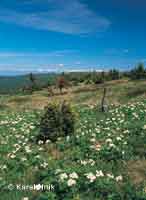 blooming anemones on the meadow called Renina zahrdka pindlerv Mln * Krkonose Mountains (Giant Mts)