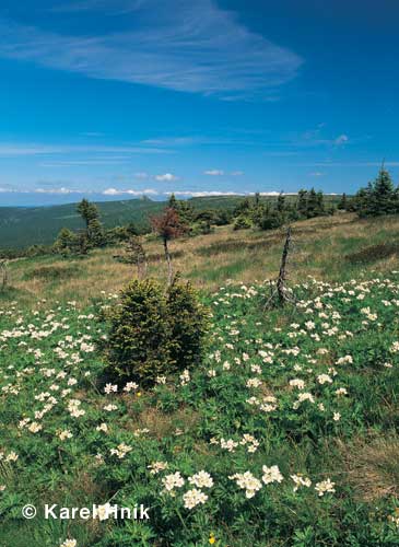 blooming anemones on the meadow called Renina zahrdka * Krkonose Mountains (Giant Mts)