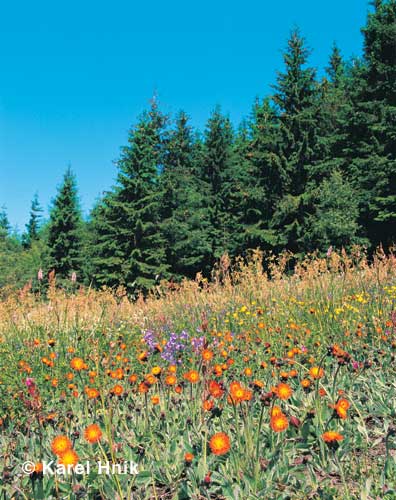 Meadow full of hawkweeds * Krkonose Mountains (Giant Mts)