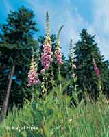 Foxgloves  * Krkonose Mountains (Giant Mts)