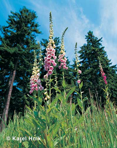 Roter Fingerhut * Riesengebirge (Krkonose)