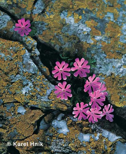 Least Primrose * Krkonose Mountains (Giant Mts)