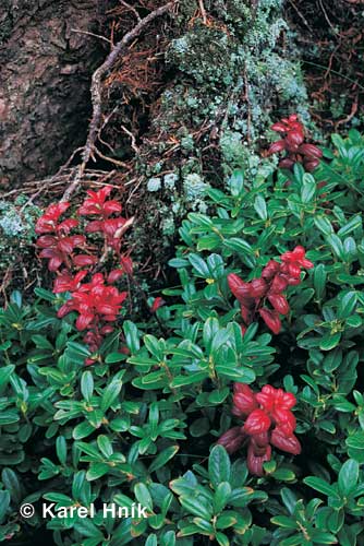 Cowberry * Krkonose Mountains (Giant Mts)