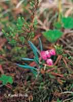 Bog rosemary  * Krkonose Mountains (Giant Mts)