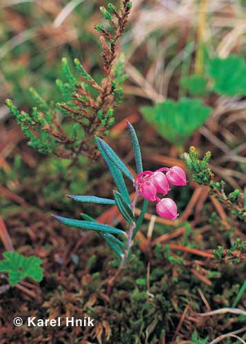 Bog rosemary * Krkonose Mountains (Giant Mts)