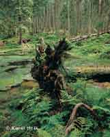 Marshy land called Mossy Pond pindlerv Mln * Krkonose Mountains (Giant Mts)