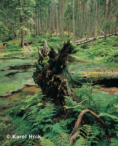 Marshy land called Mossy Pond * Krkonose Mountains (Giant Mts)