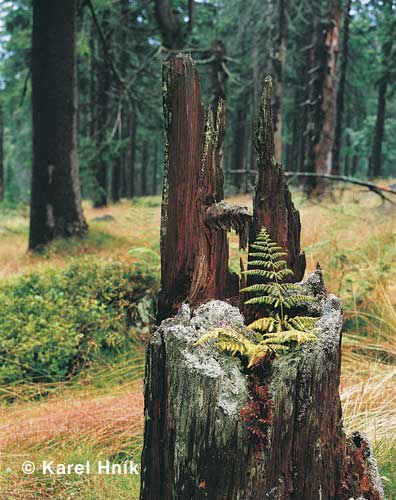 Im Hochwald * Riesengebirge (Krkonose)