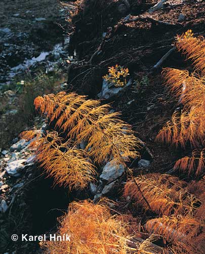 Pesliky * Karkonosze