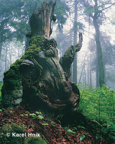 In the Rchory forest * Krkonose Mountains (Giant Mts)