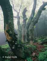 In the Rchory forest Horn Marov * Krkonose Mountains (Giant Mts)