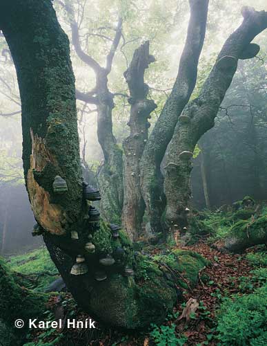 In the Rchory forest * Krkonose Mountains (Giant Mts)