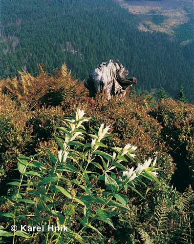 Schwalbenwurz-Enzian * Riesengebirge (Krkonose)