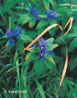 Gentians  * Krkonose Mountains (Giant Mts)