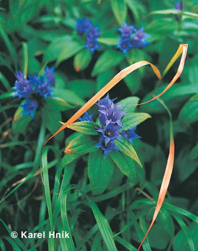 Gentians * Krkonose Mountains (Giant Mts)