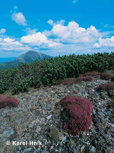 Heidekraut am Hang des Steinbodens * Riesengebirge (Krkonose)