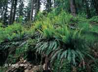 Ferns  * Krkonose Mountains (Giant Mts)