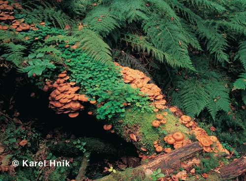 Detail from the Rchory forest * Krkonose Mountains (Giant Mts)