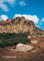 Hill Violk  * Krkonose Mountains (Giant Mts)