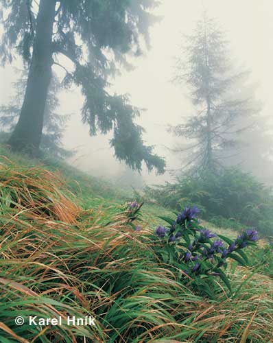 Schwalbenwurz-Enzian * Riesengebirge (Krkonose)