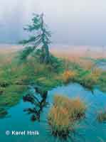 Mountain stream  * Krkonose Mountains (Giant Mts)