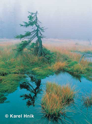 Mountain stream * Krkonose Mountains (Giant Mts)