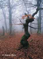 Freak in the Rchory forest Horn Marov * Krkonose Mountains (Giant Mts)