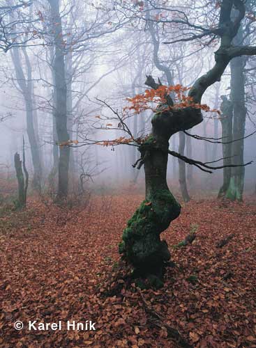 Freak in the Rchory forest * Krkonose Mountains (Giant Mts)