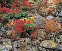 Herbstfarben  * Riesengebirge (Krkonose)