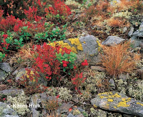 Herbstfarben * Riesengebirge (Krkonose)