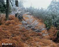 Hoarfrost  * Krkonose Mountains (Giant Mts)