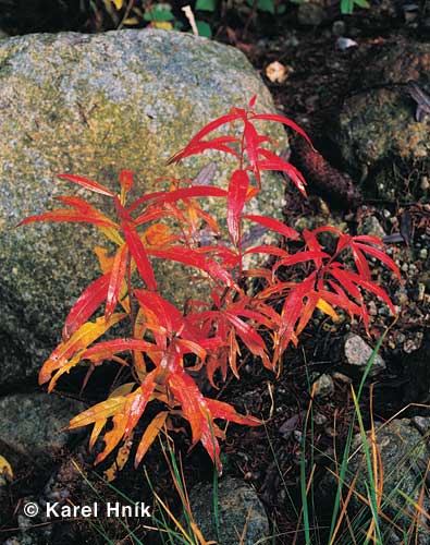 Herbstfarben * Riesengebirge (Krkonose)