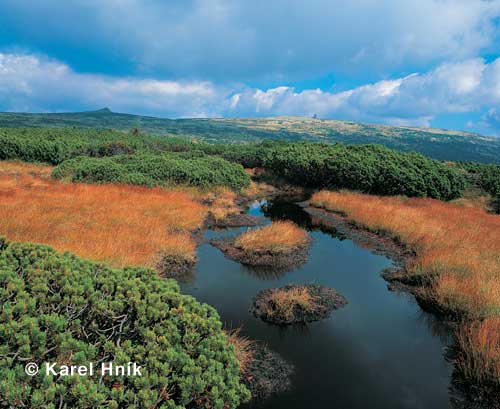 Panava Meadow * Krkonose Mountains (Giant Mts)