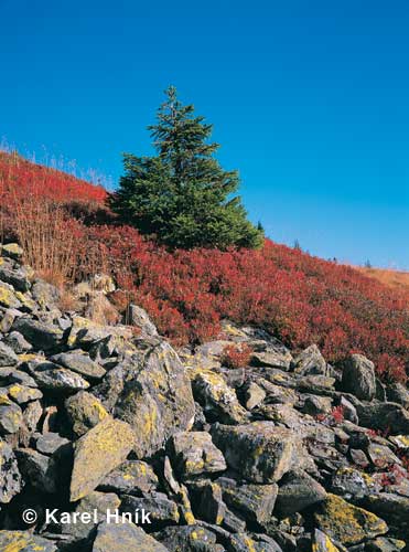 Debris * Krkonose Mountains (Giant Mts)