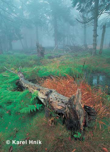 Im Urwald * Riesengebirge (Krkonose)