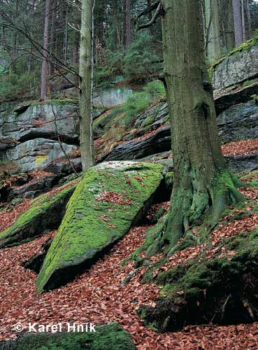 Unterhalb der Harrachgrube * Riesengebirge (Krkonose)