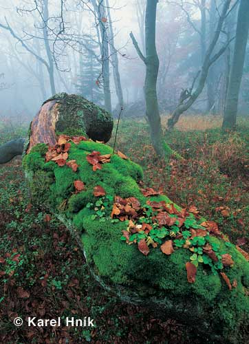 In the Dvorsky les * Krkonose Mountains (Giant Mts)