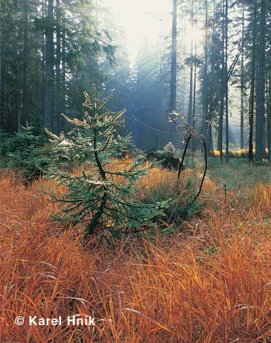 Altweibersommer * Riesengebirge (Krkonose)