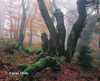 In the forest Horn Marov * Krkonose Mountains (Giant Mts)