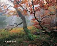 Hues of autumn  * Krkonose Mountains (Giant Mts)