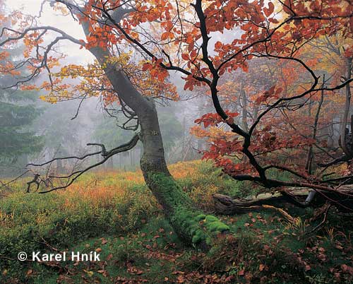 Herbstfarben * Riesengebirge (Krkonose)