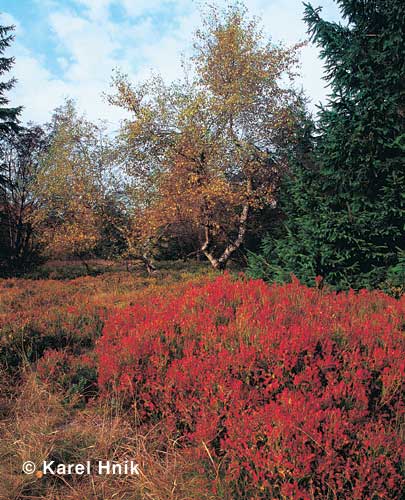 Im Urwald * Riesengebirge (Krkonose)