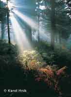 Morning rays  * Krkonose Mountains (Giant Mts)